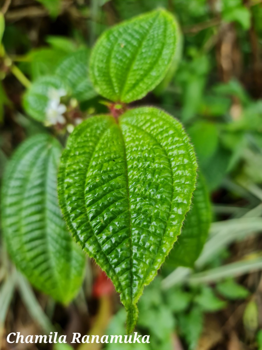 Miconia crenata (Vahl) Michelang.